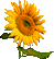 p_sunflower01.gif